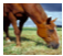 
Horse farm
ocala, Florida
$2,433,500